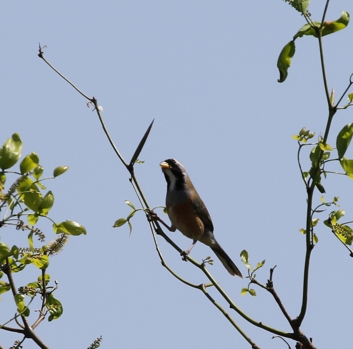 Golden-billed Saltator - ML205625881