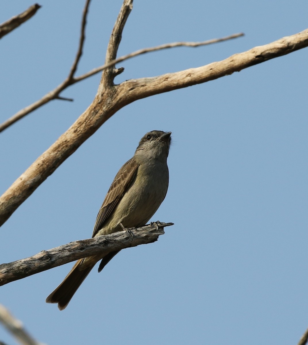 Crowned Slaty Flycatcher - Richard Greenhalgh