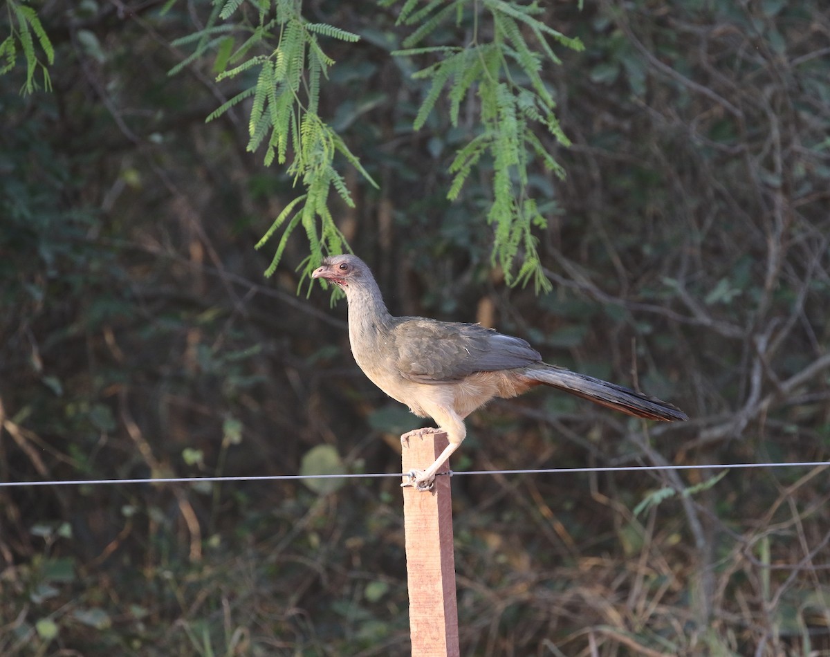 Chaco Chachalaca - Richard Greenhalgh