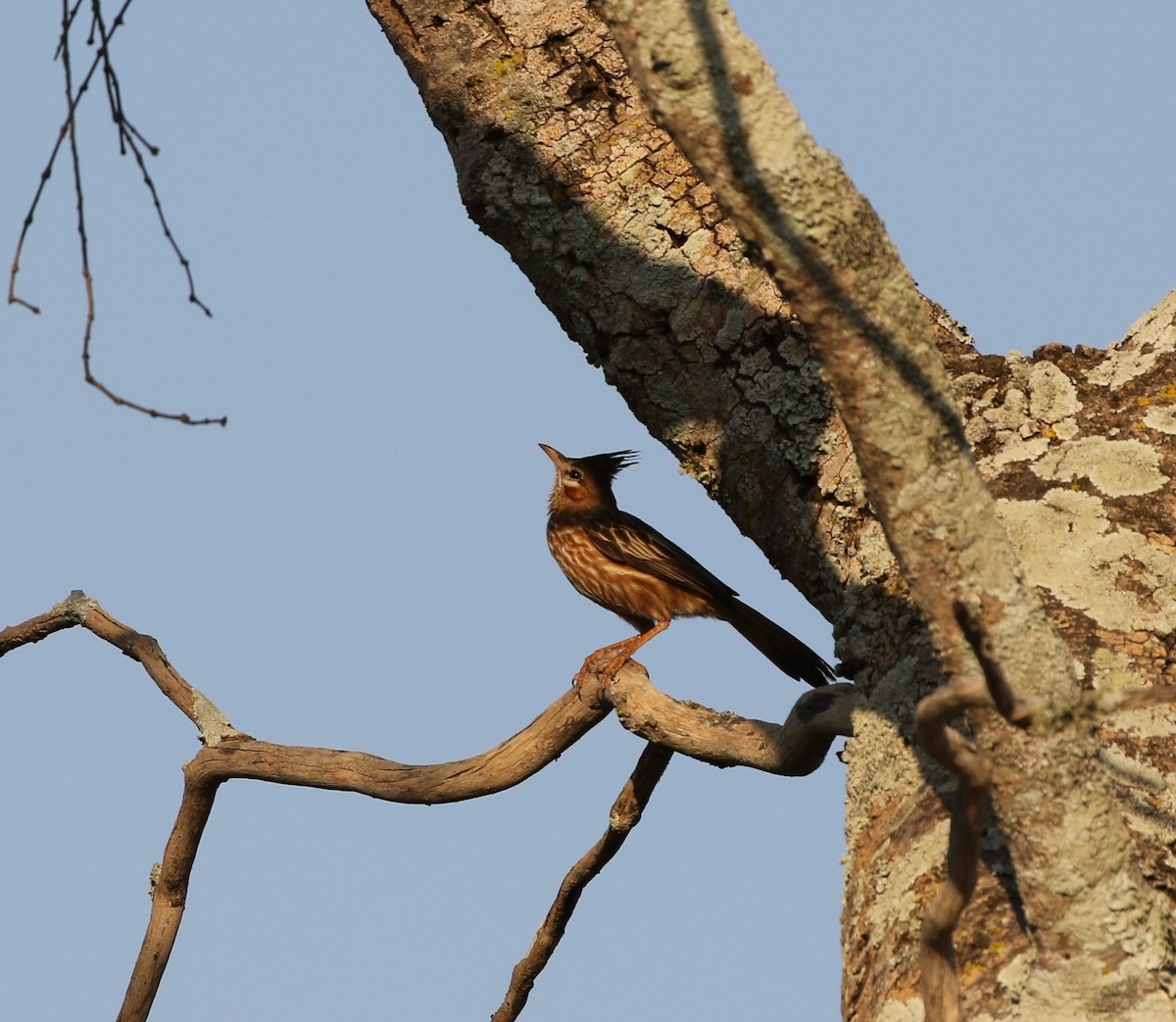 Lark-like Brushrunner - Richard Greenhalgh