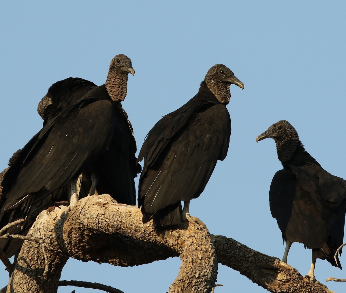 Black Vulture - ML205626101