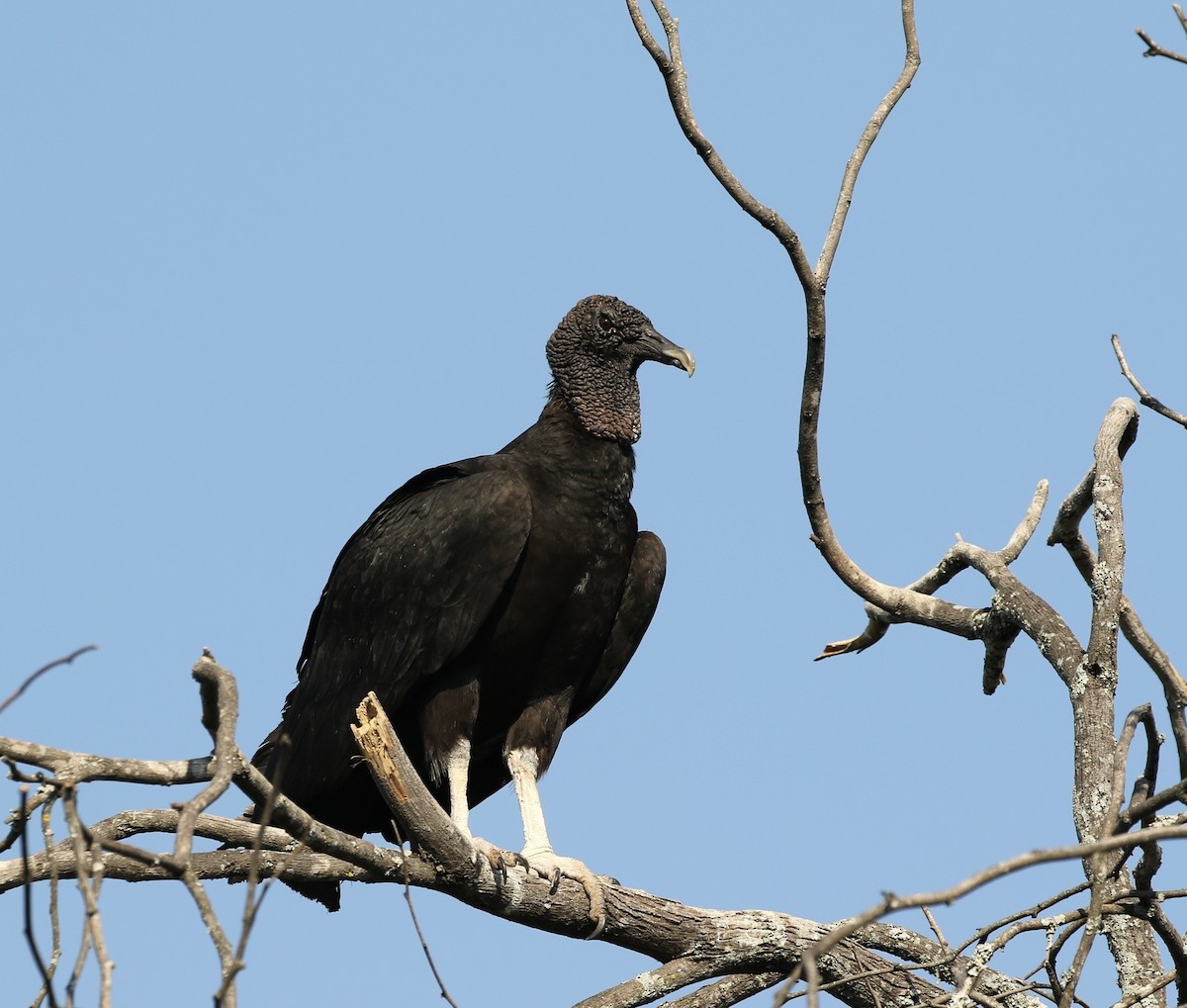 Black Vulture - Richard Greenhalgh