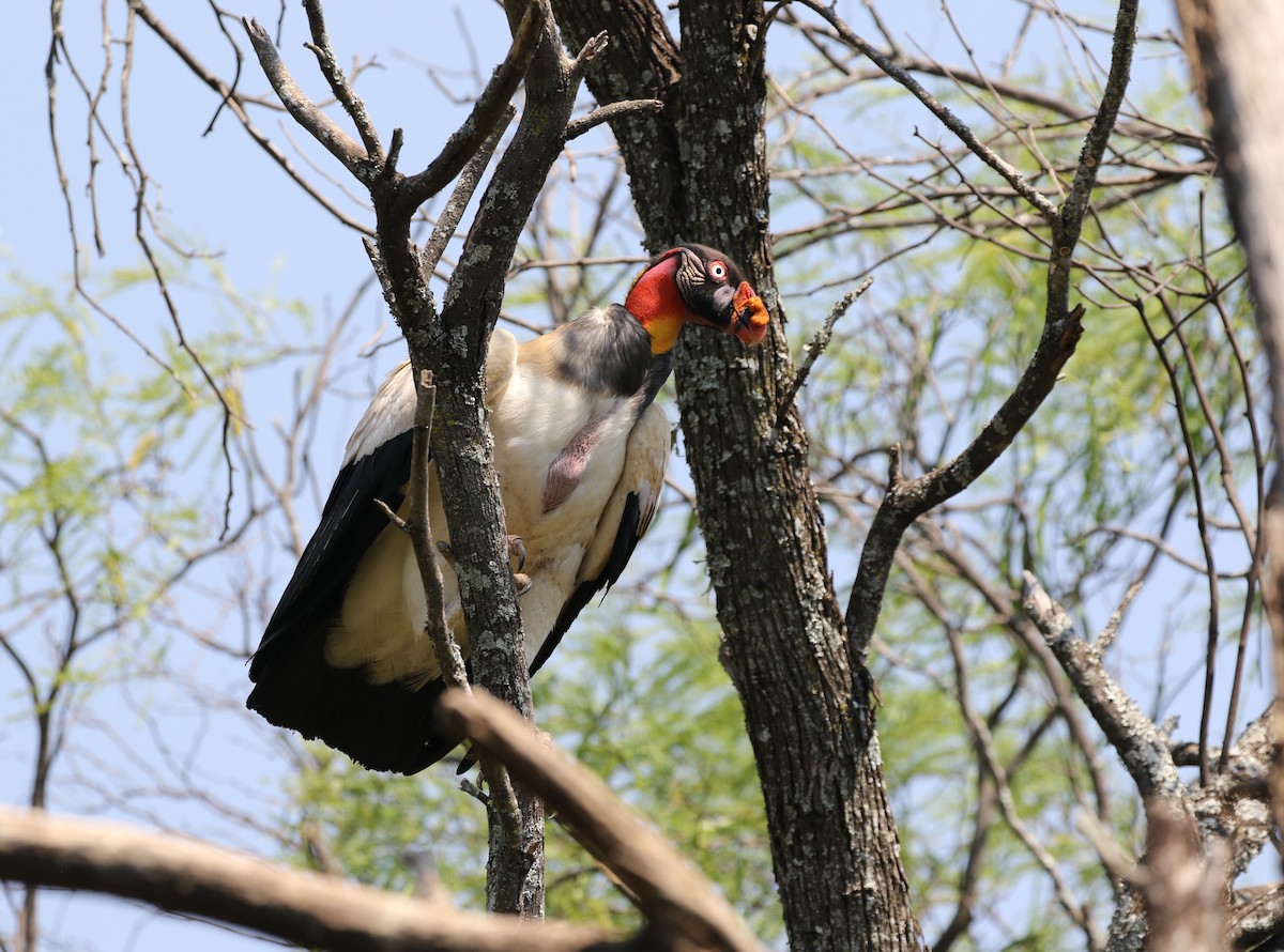 King Vulture - ML205626251