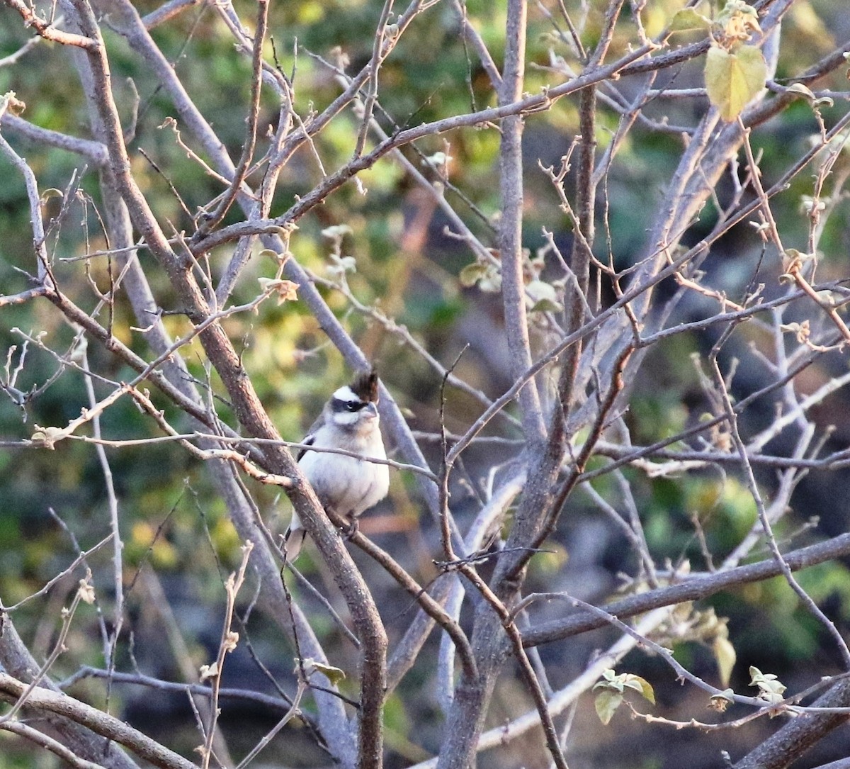 Black-crested Finch - ML205626331