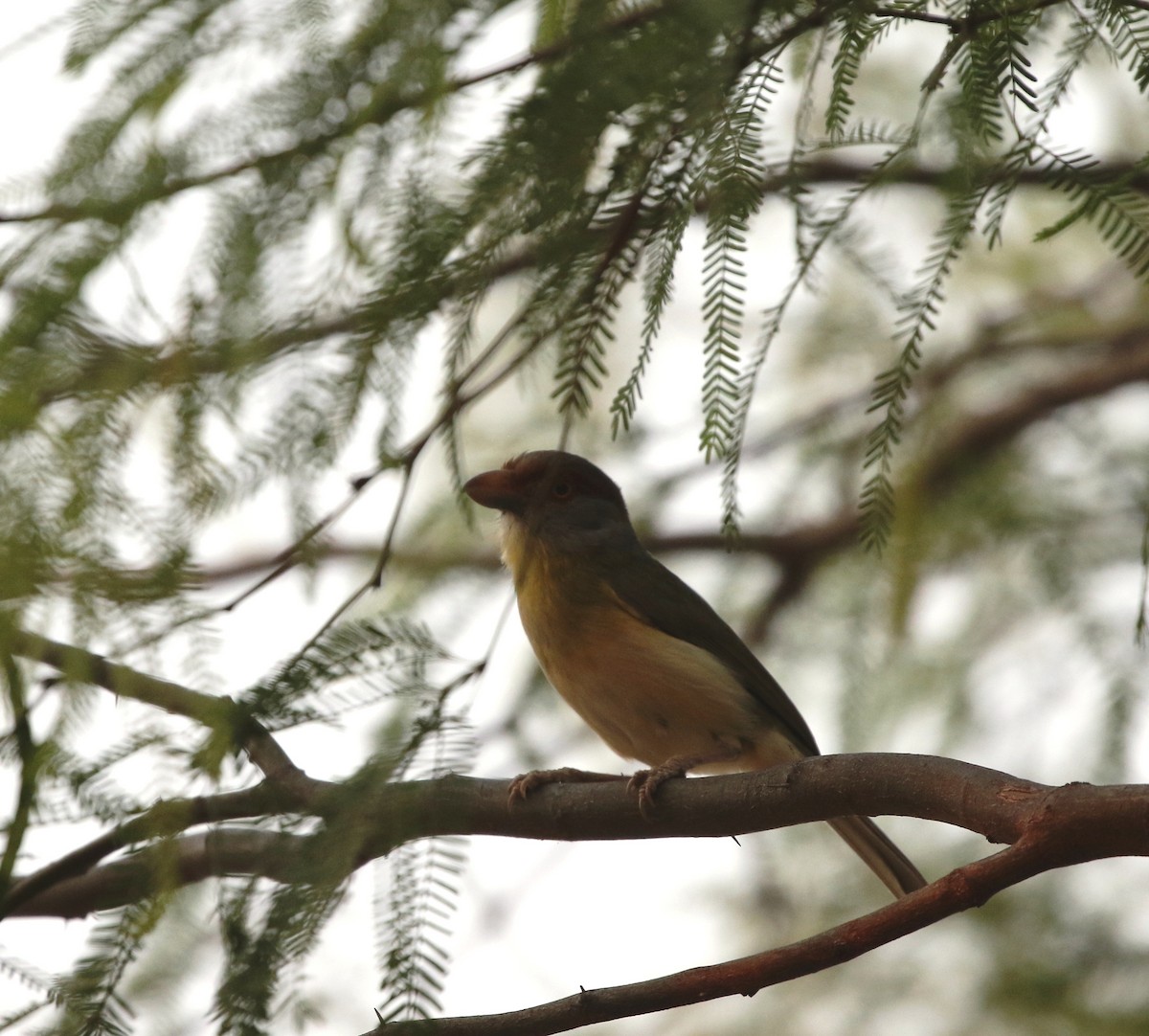 Rufous-browed Peppershrike (Chaco) - ML205626341