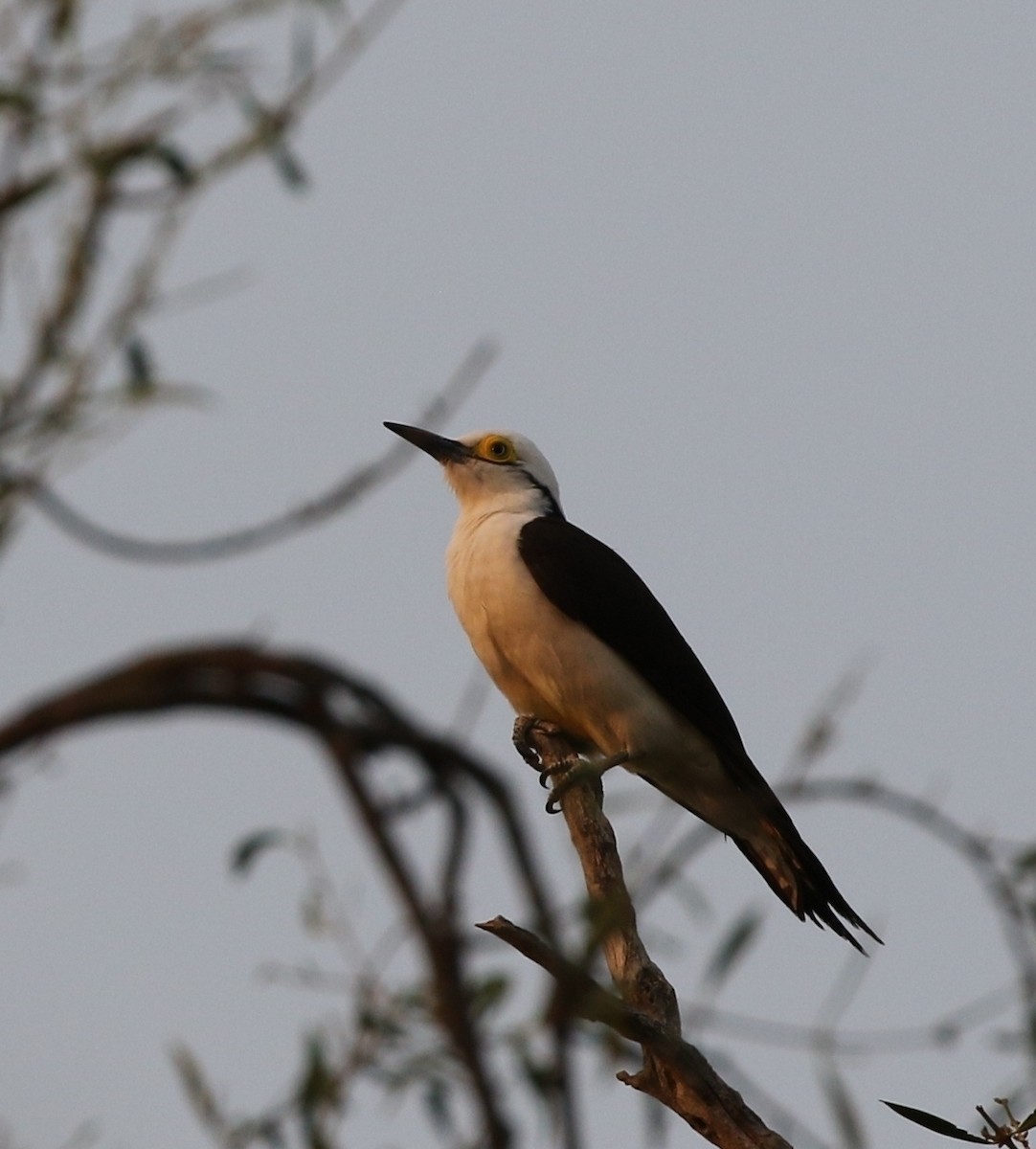 White Woodpecker - ML205626361