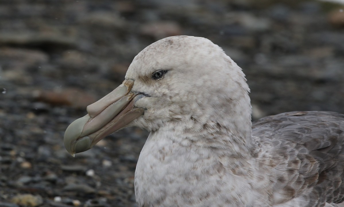 Southern Giant-Petrel - ML205626761