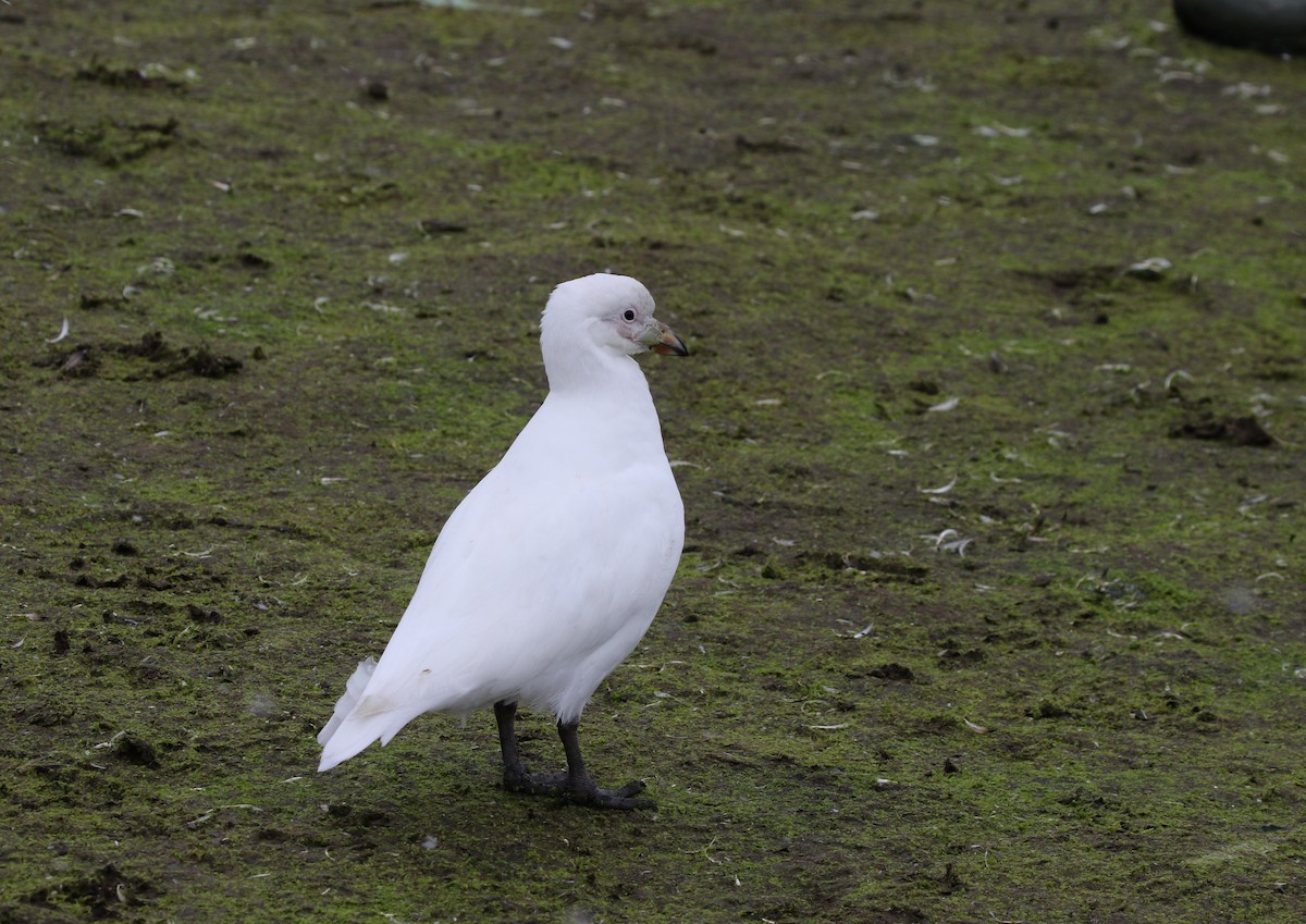 Snowy Sheathbill - Richard Greenhalgh