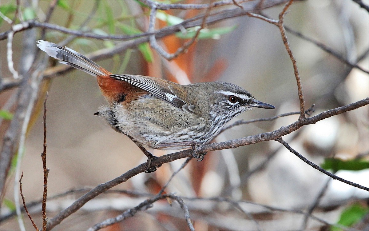 Shy Heathwren - John O'Malley