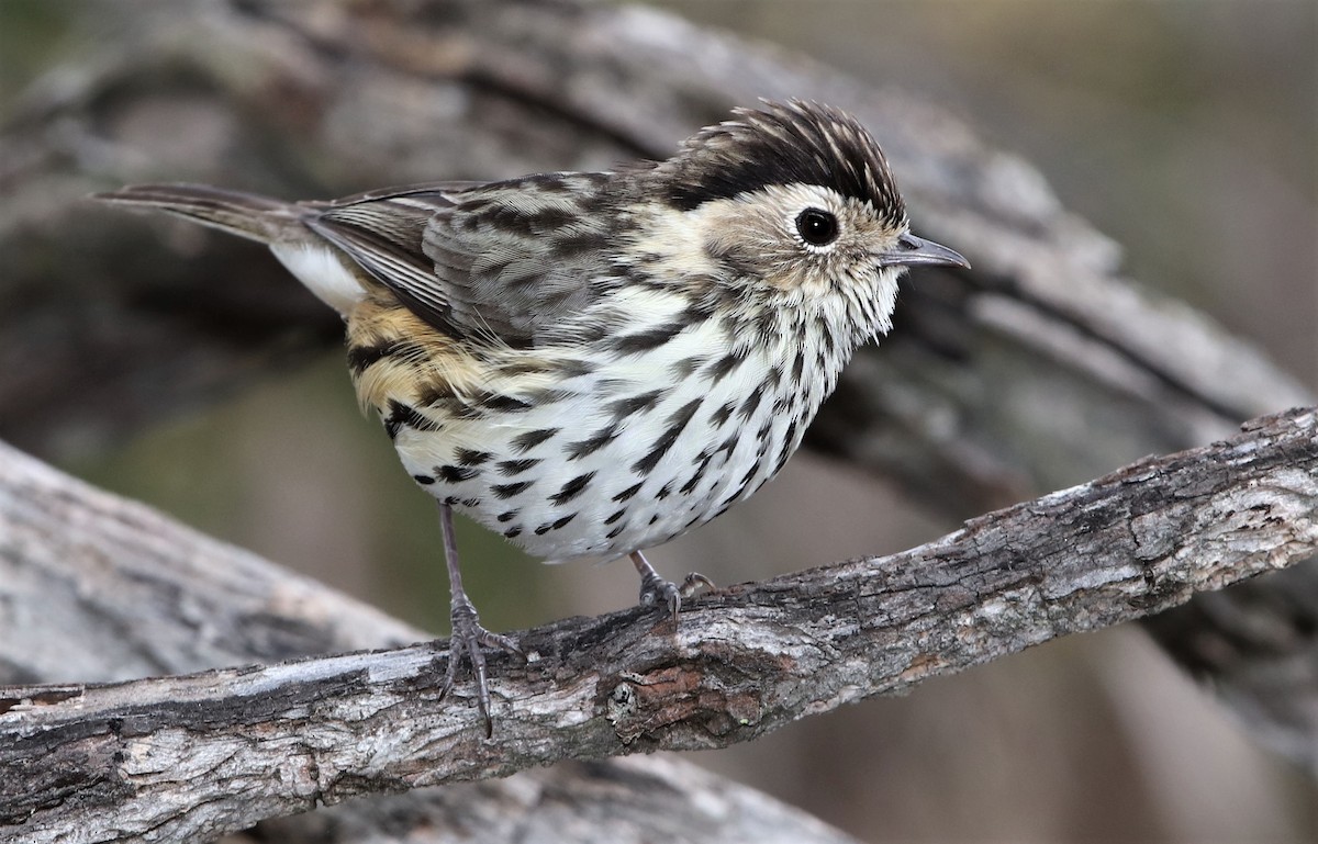 Speckled Warbler - John O'Malley