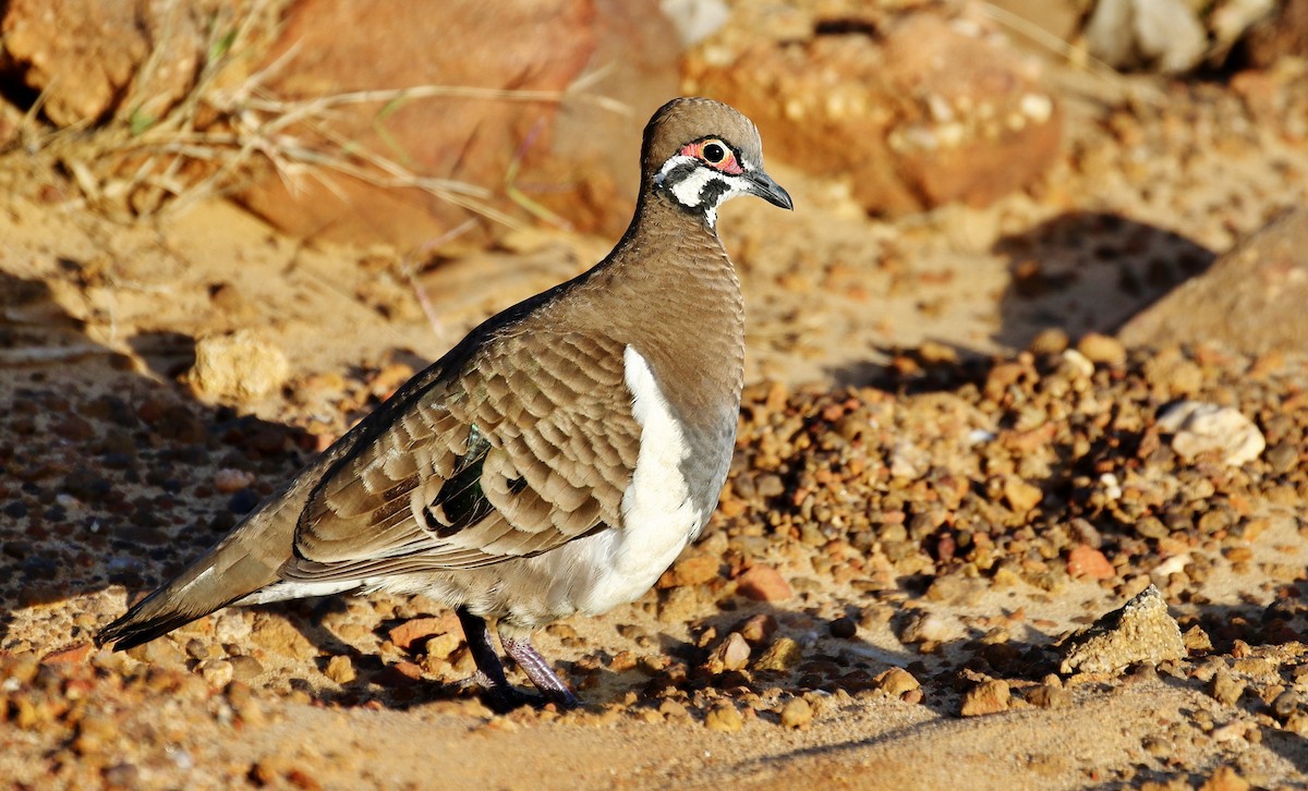 Squatter Pigeon - ML205627161