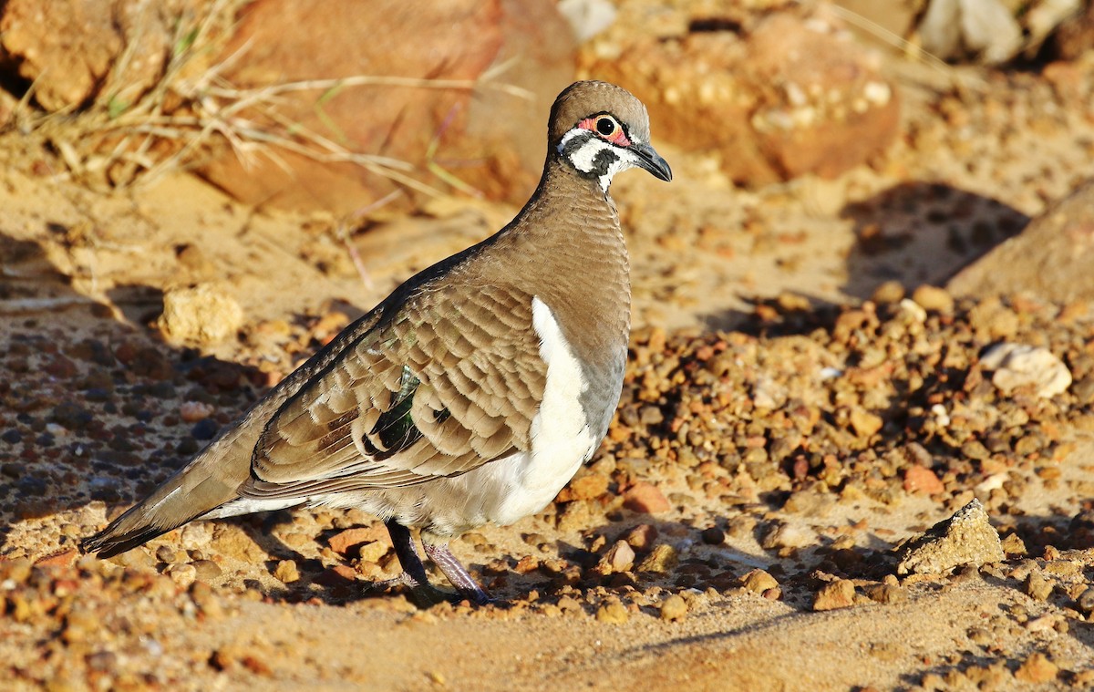 Squatter Pigeon - ML205627171