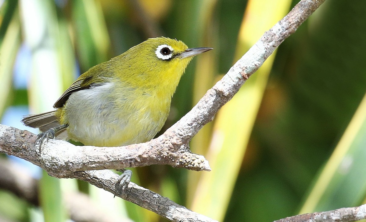 Small Lifou White-eye - ML205627311