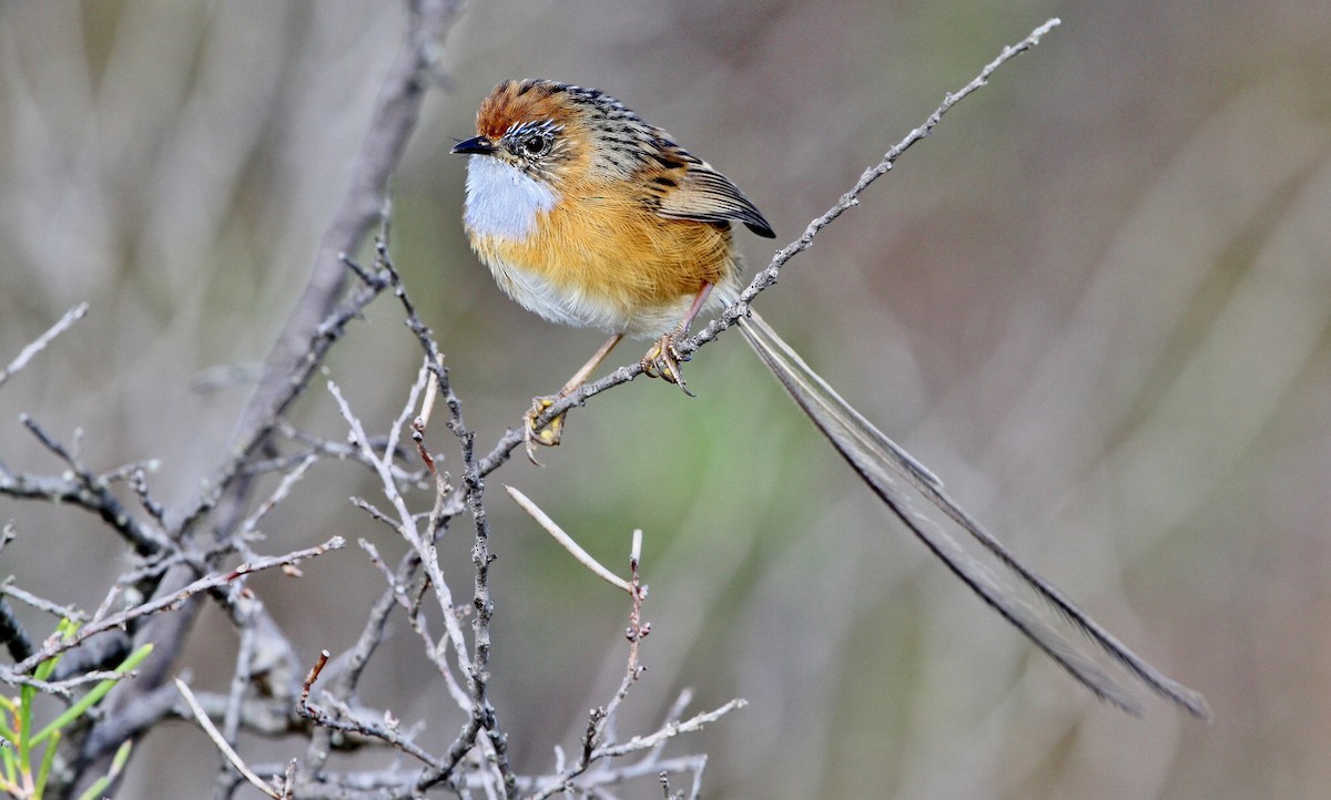 Southern Emuwren - ML205627381