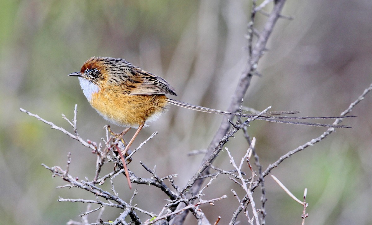 Southern Emuwren - ML205627391