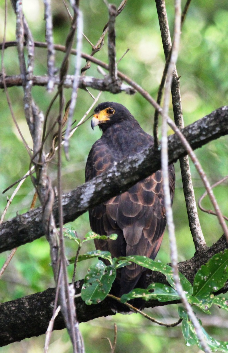 Rufous Crab Hawk - Richard Greenhalgh