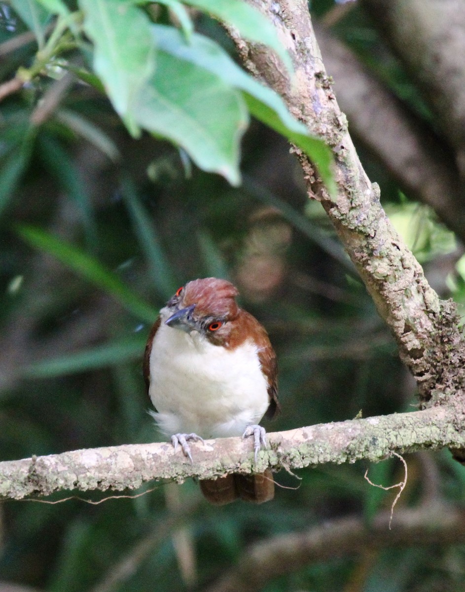 Great Antshrike - Richard Greenhalgh