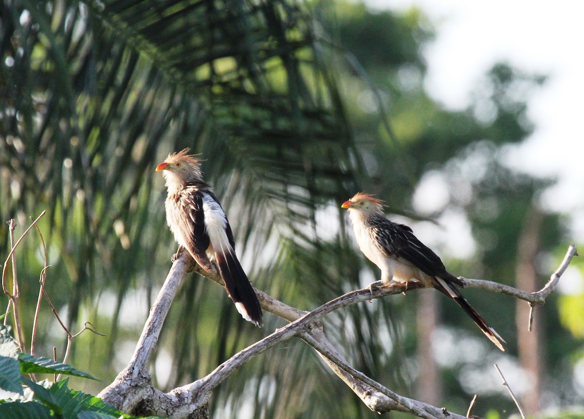 Guira Cuckoo - Richard Greenhalgh