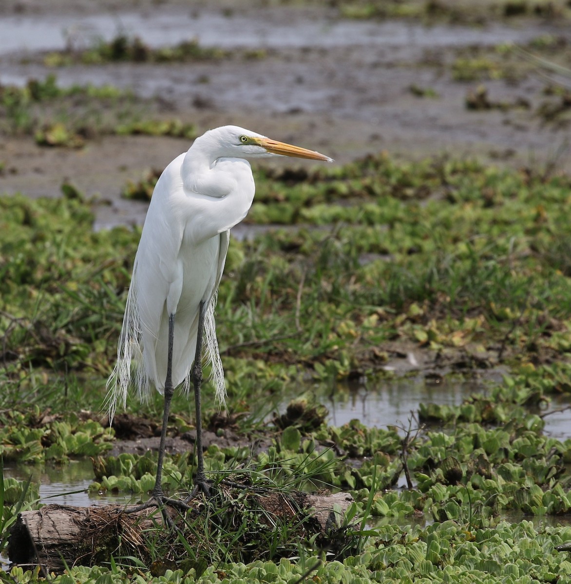 ダイサギ（egretta） - ML205628311