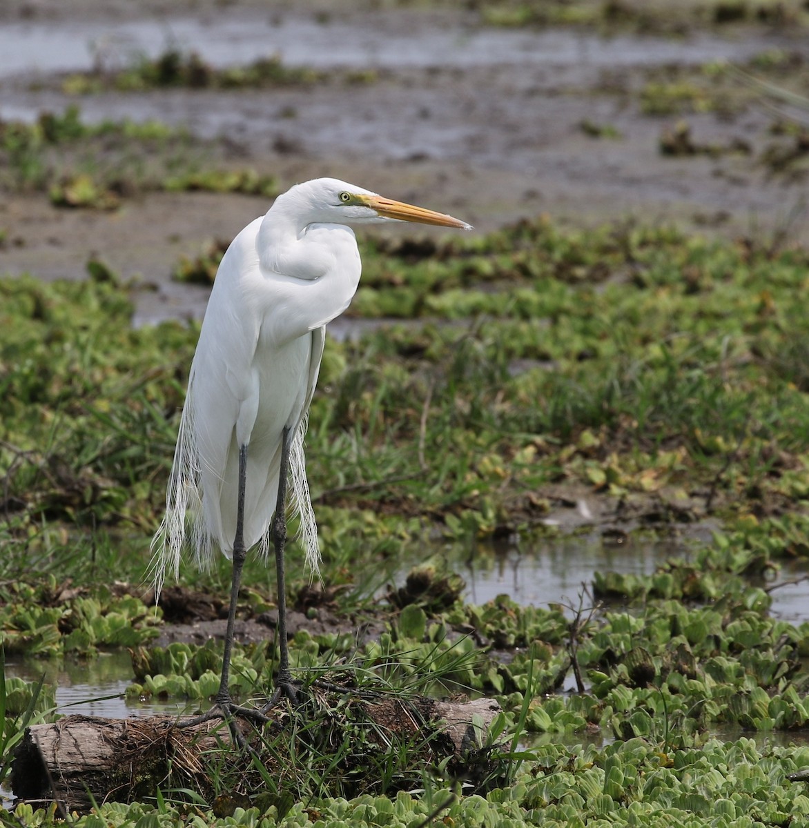 volavka bílá (ssp. egretta) - ML205628311