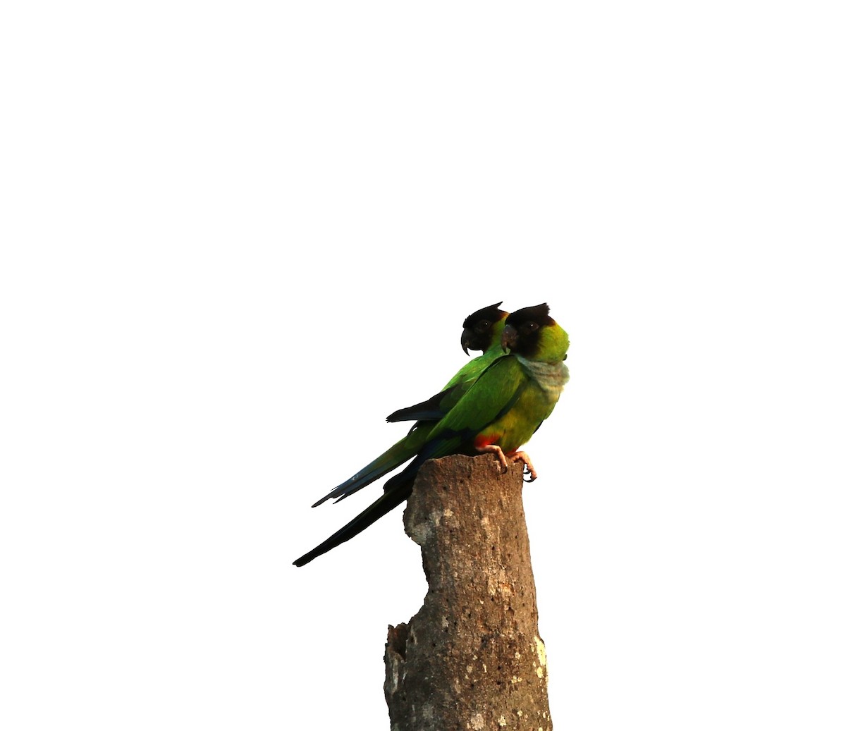 Nanday Parakeet - Richard Greenhalgh