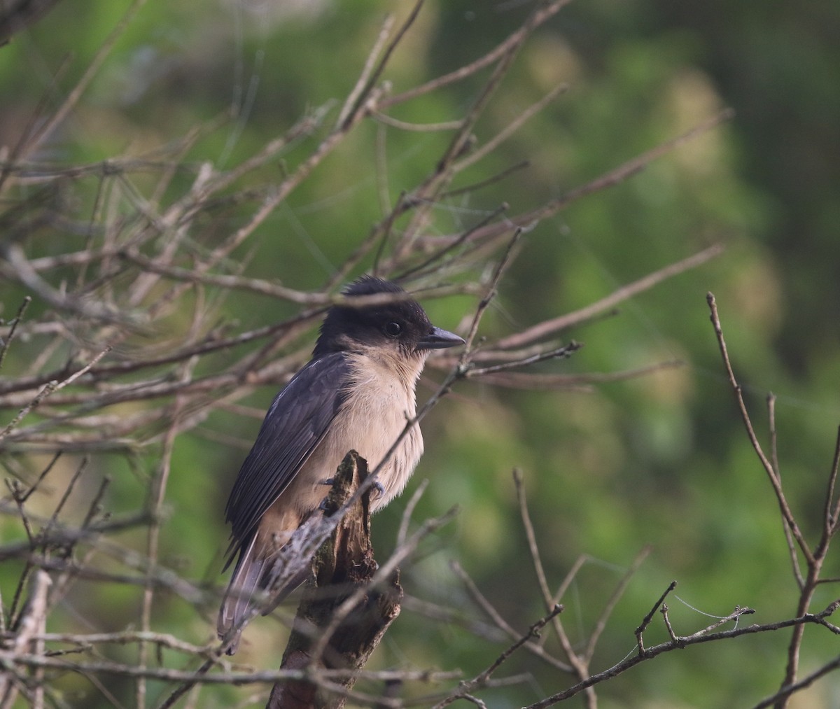Crested Becard - Richard Greenhalgh