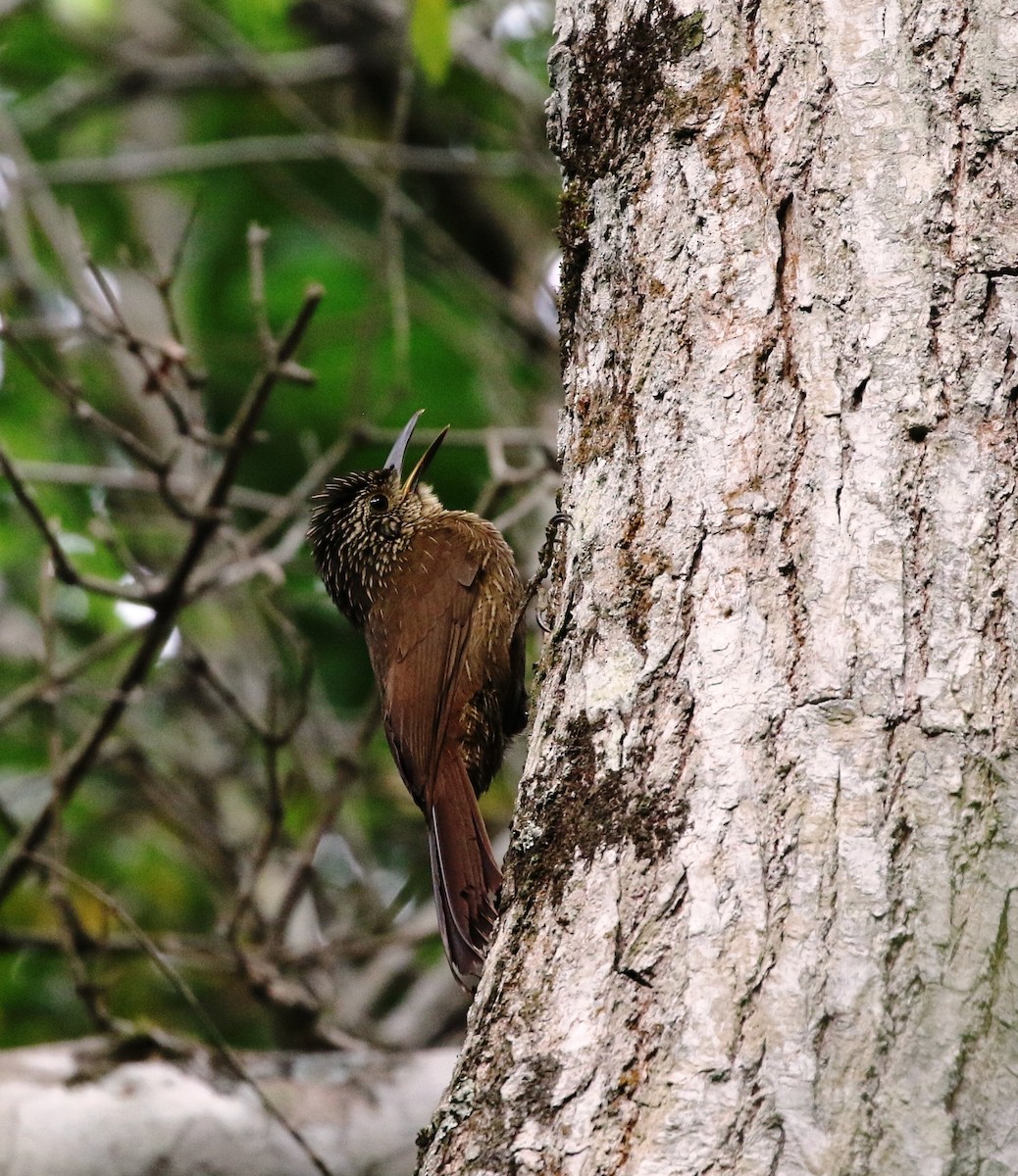 Planalto Woodcreeper - Richard Greenhalgh