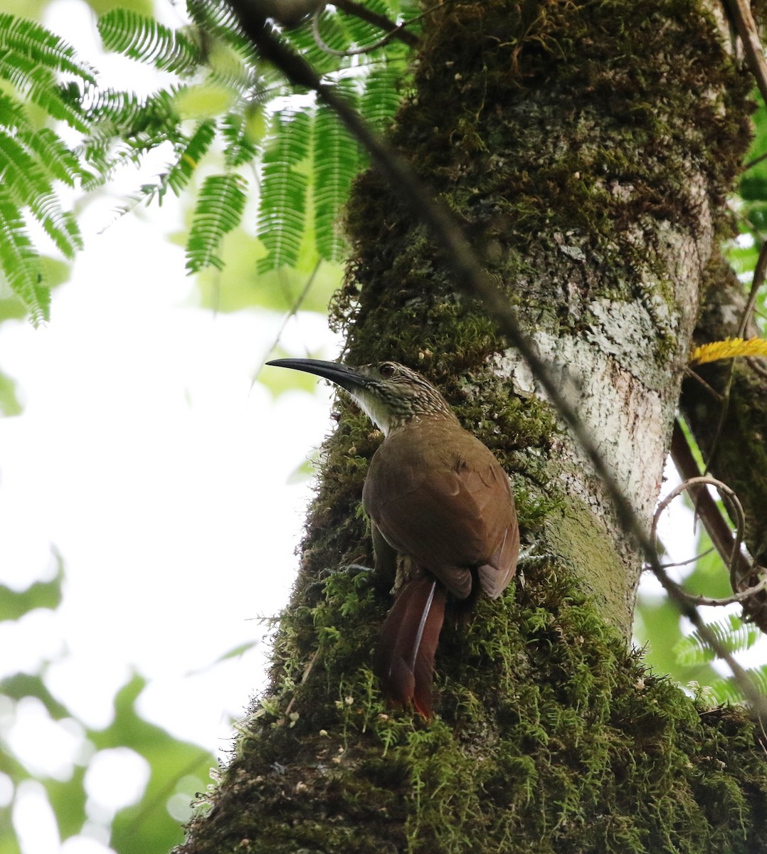 White-throated Woodcreeper - ML205628841