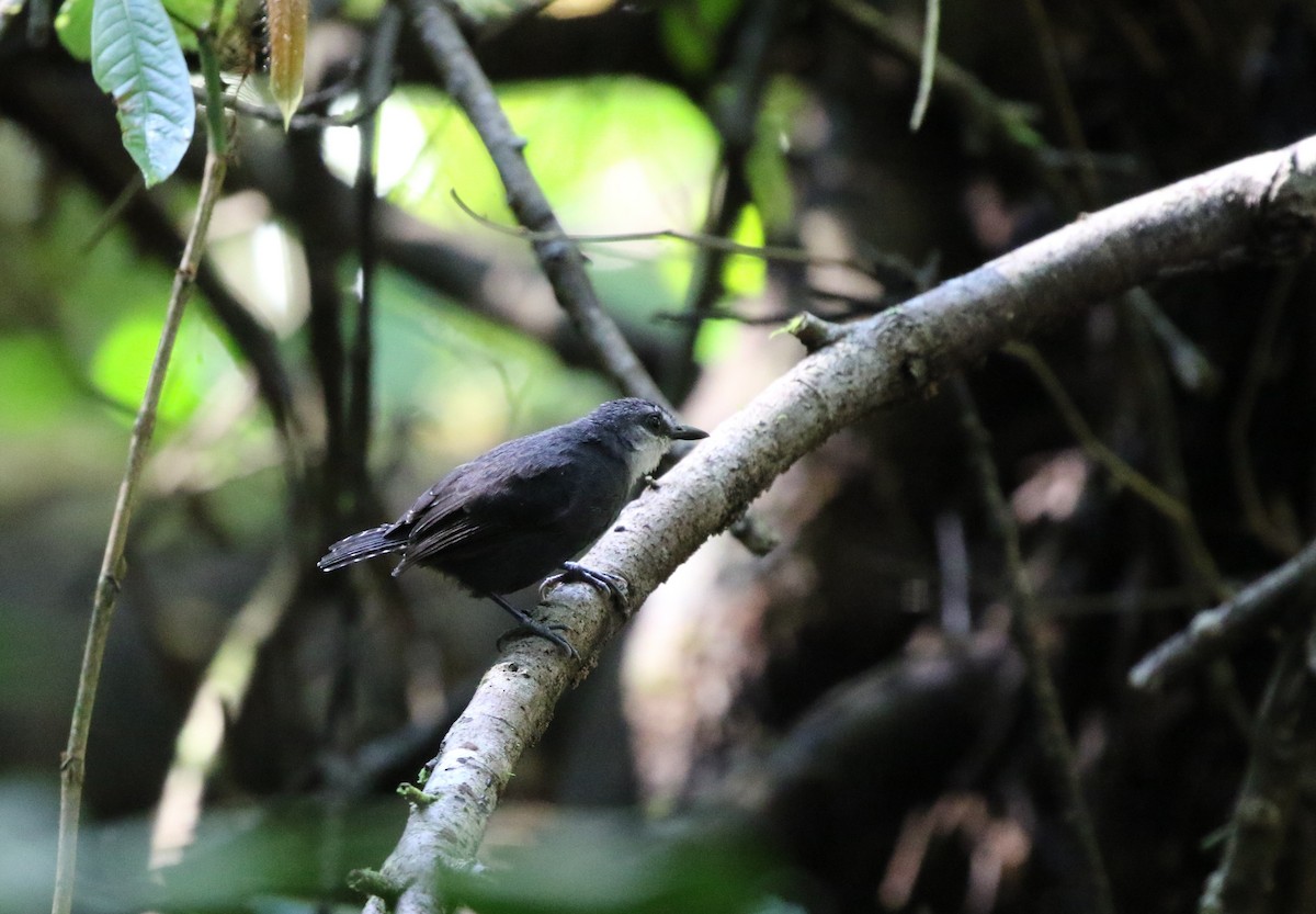 White-throated Antbird - ML205629491