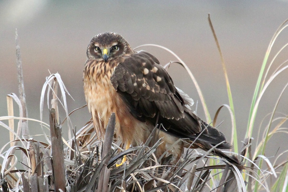 Northern Harrier - ML20562951