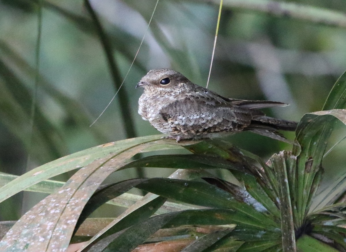 Ladder-tailed Nightjar - ML205629561