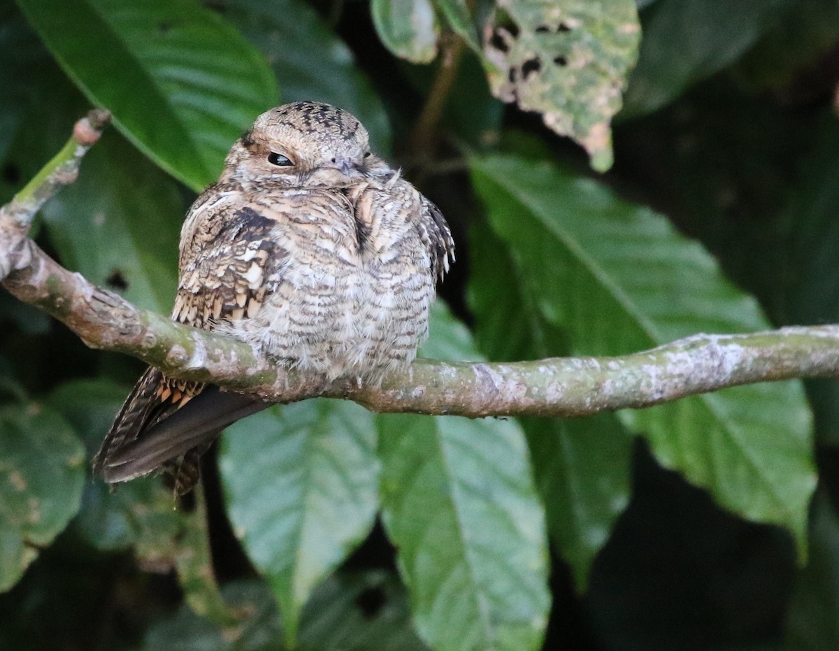 Ladder-tailed Nightjar - Richard Greenhalgh