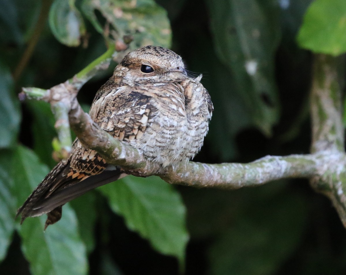 Ladder-tailed Nightjar - ML205629601