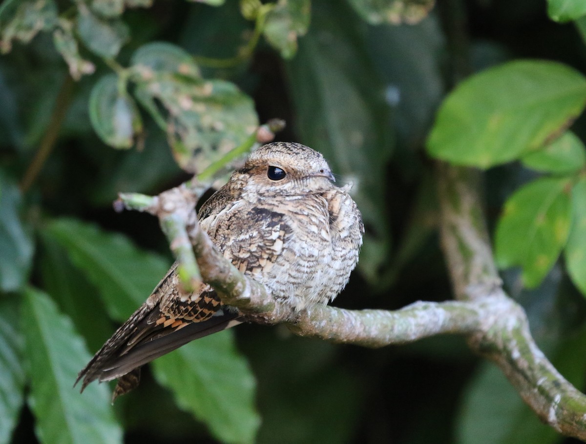 Ladder-tailed Nightjar - ML205629621