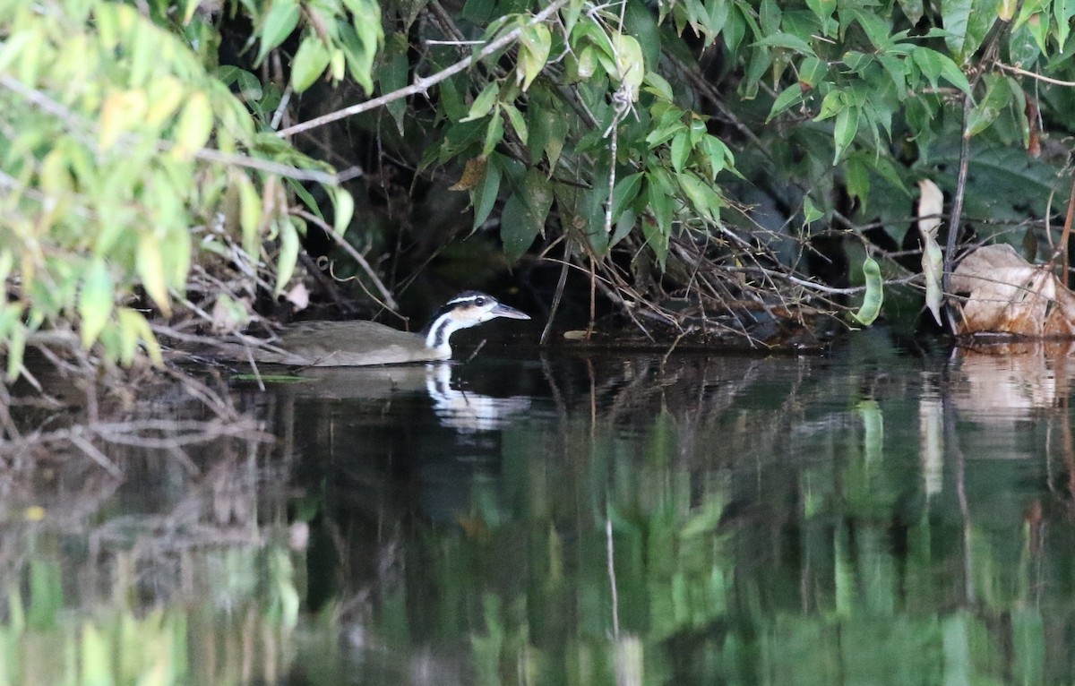 Sungrebe - ML205629631