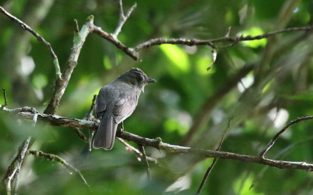 Screaming Piha - ML205629821