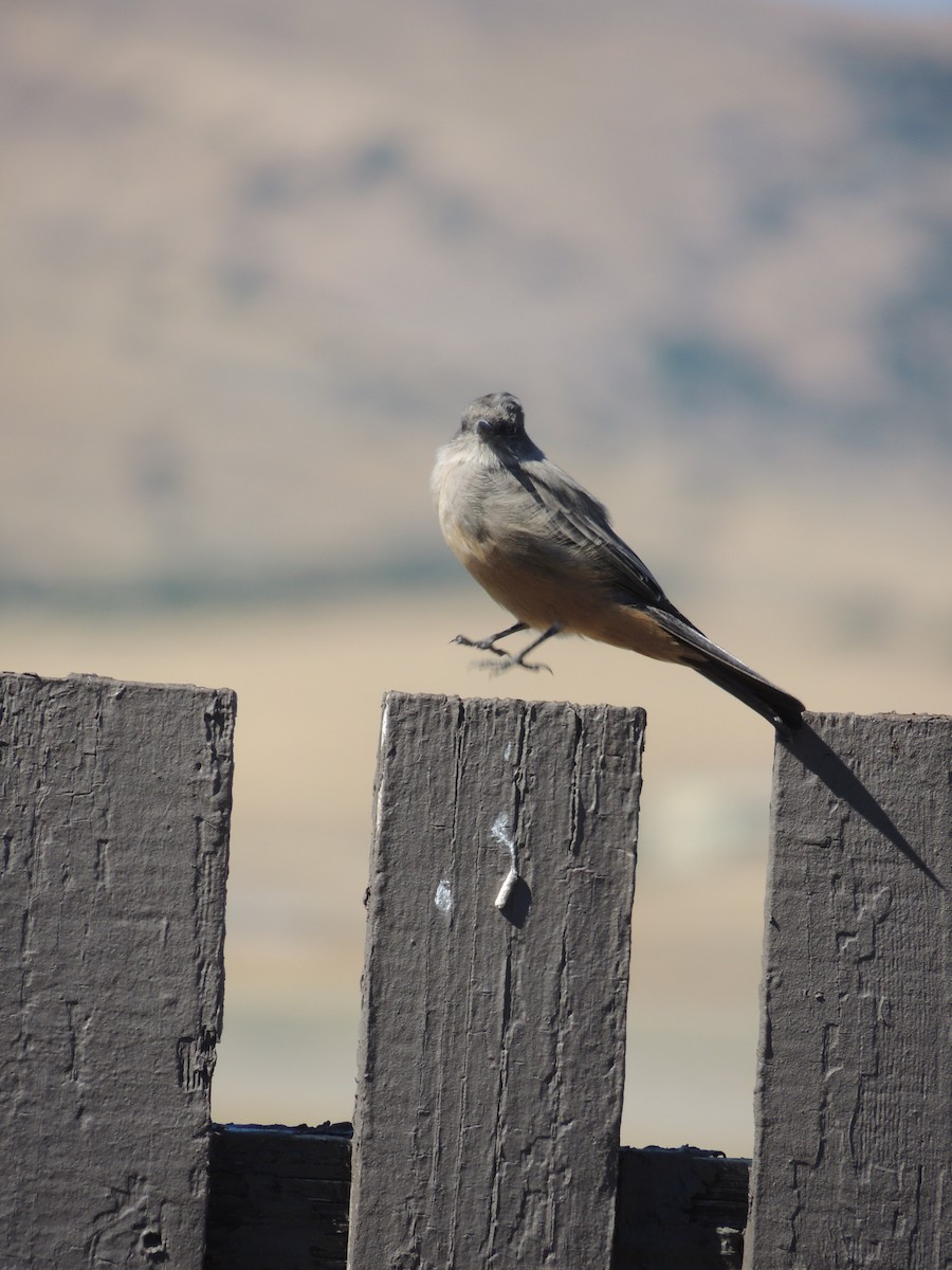 Say's Phoebe - Ginny Culver