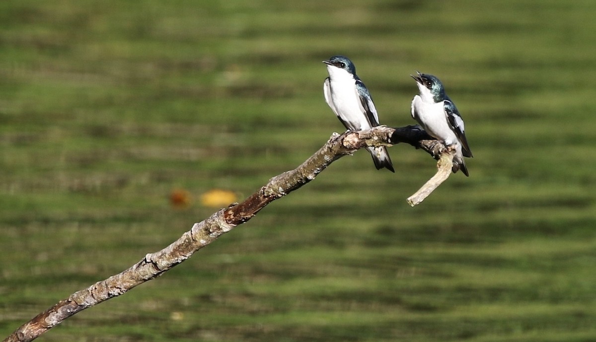 White-winged Swallow - ML205629921