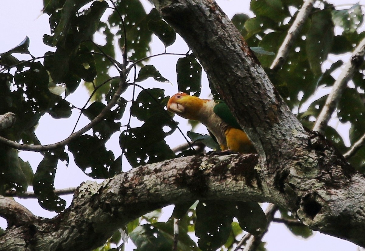 White-bellied Parrot (Black-legged) - ML205629991