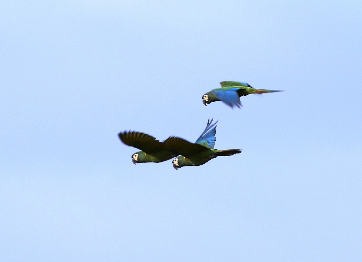 Yellow-collared Macaw - ML205630161