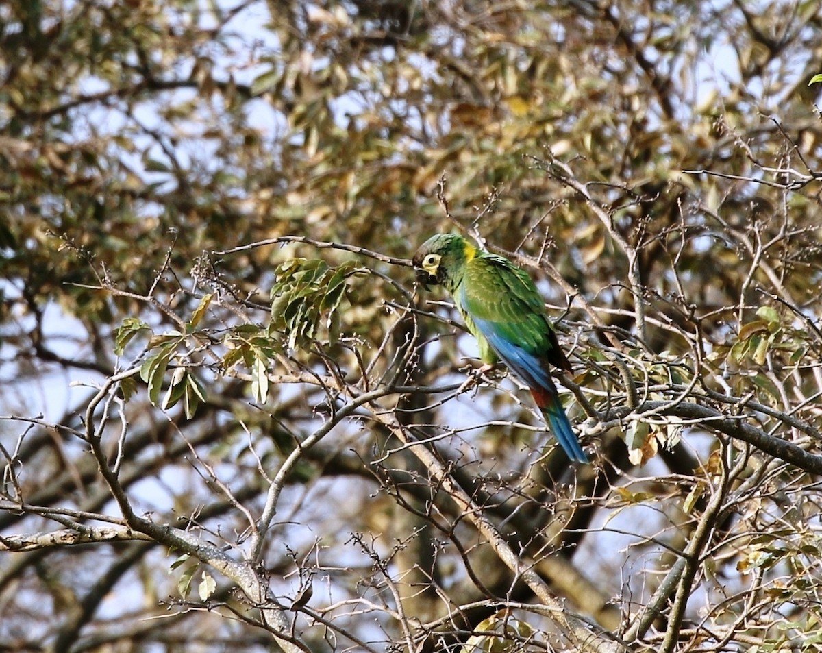 Yellow-collared Macaw - Richard Greenhalgh