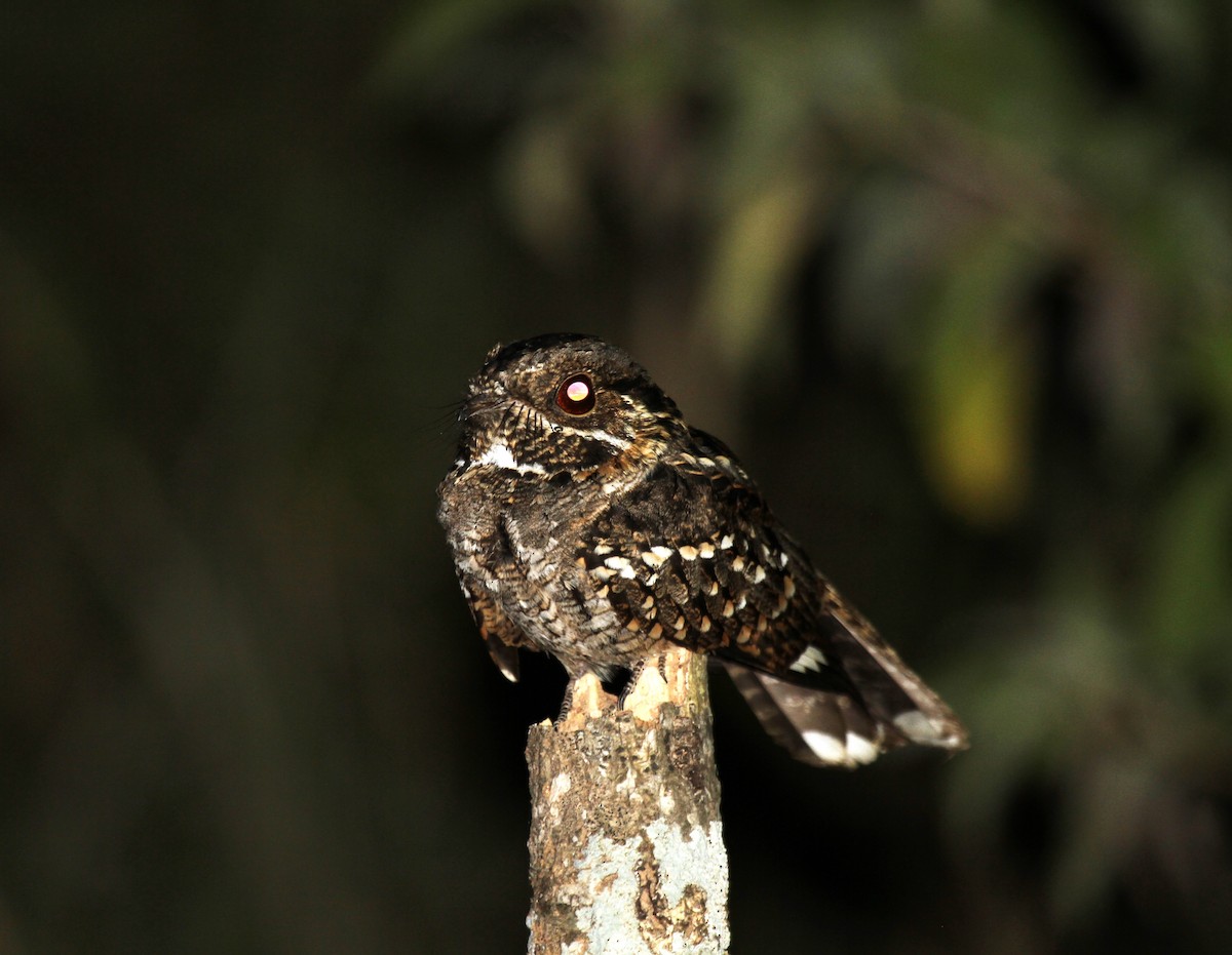 Little Nightjar - ML205630491