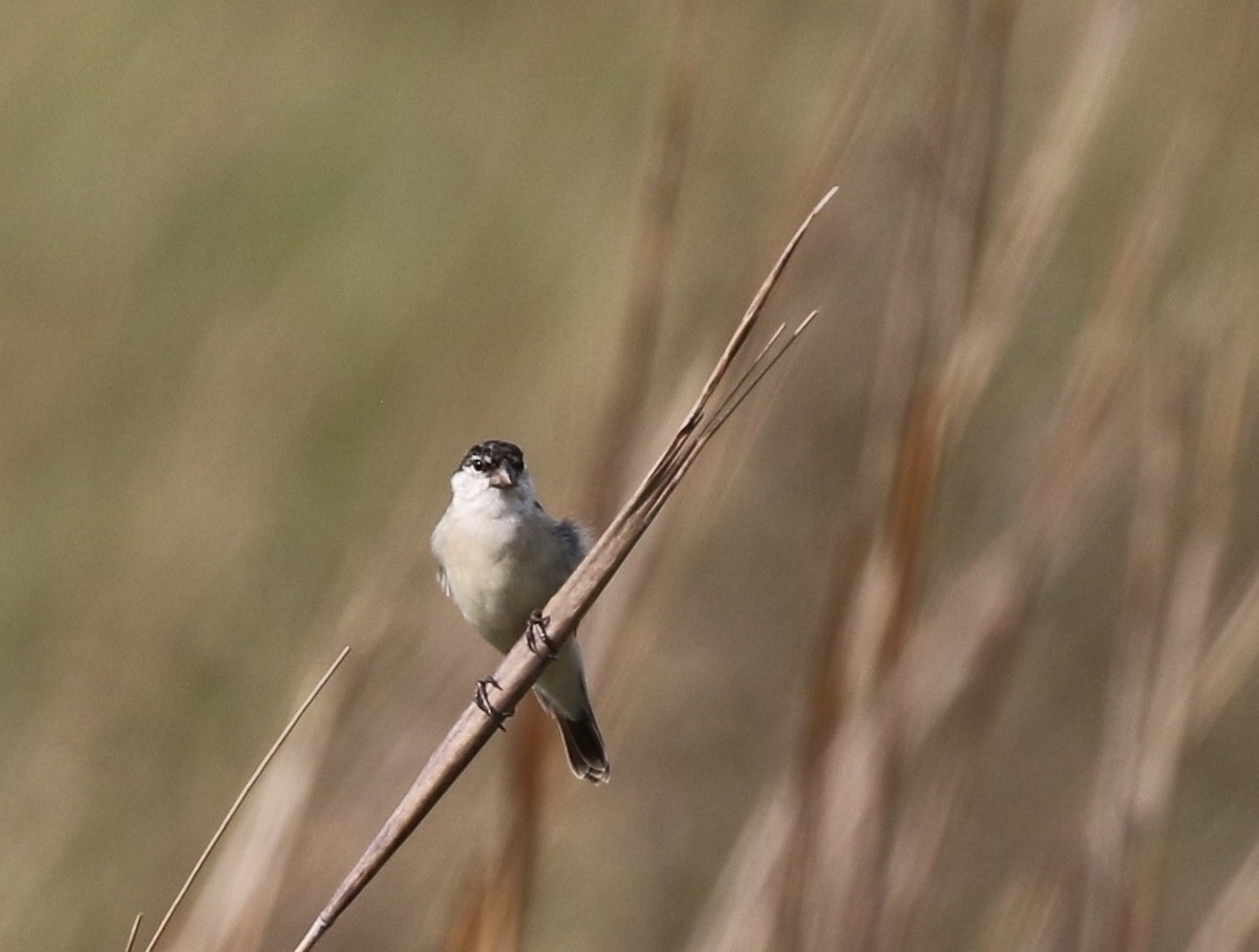 Pearly-bellied Seedeater - Richard Greenhalgh