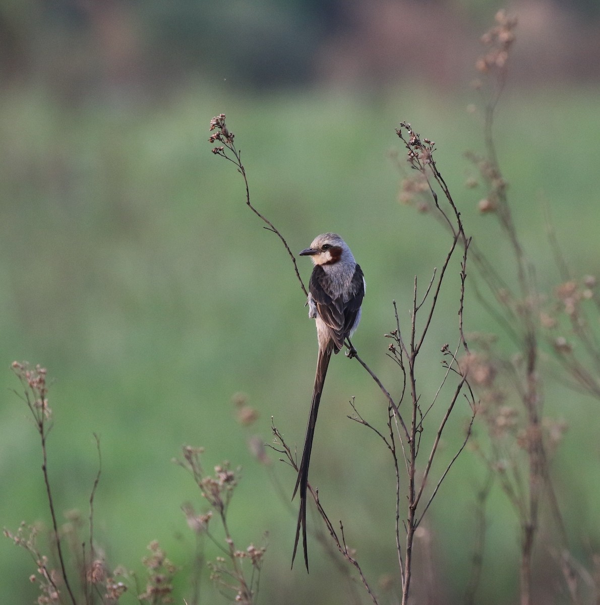 Streamer-tailed Tyrant - Richard Greenhalgh