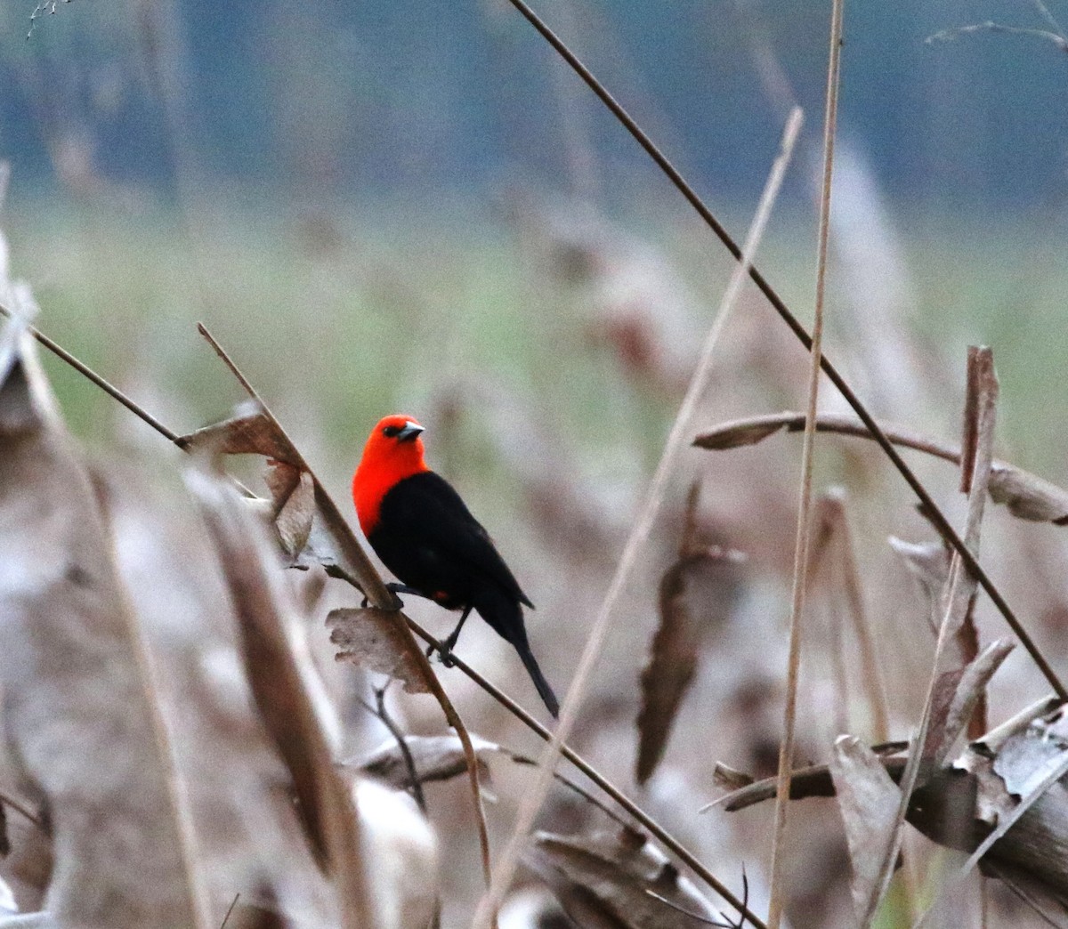 Scarlet-headed Blackbird - ML205630981