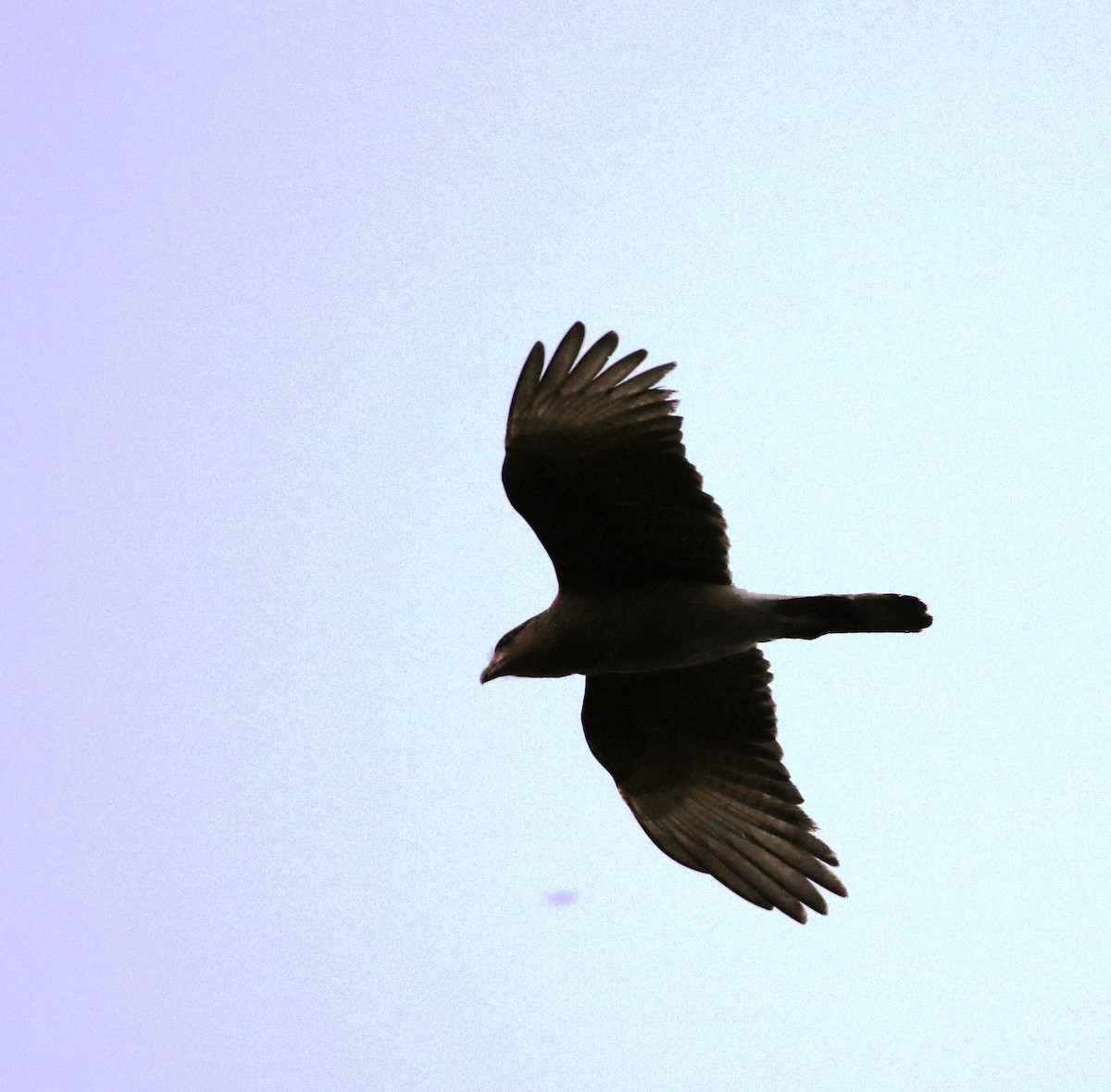 Purplish Jay - Richard Greenhalgh