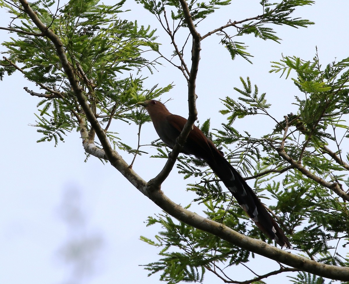 Squirrel Cuckoo (Amazonian) - ML205631181