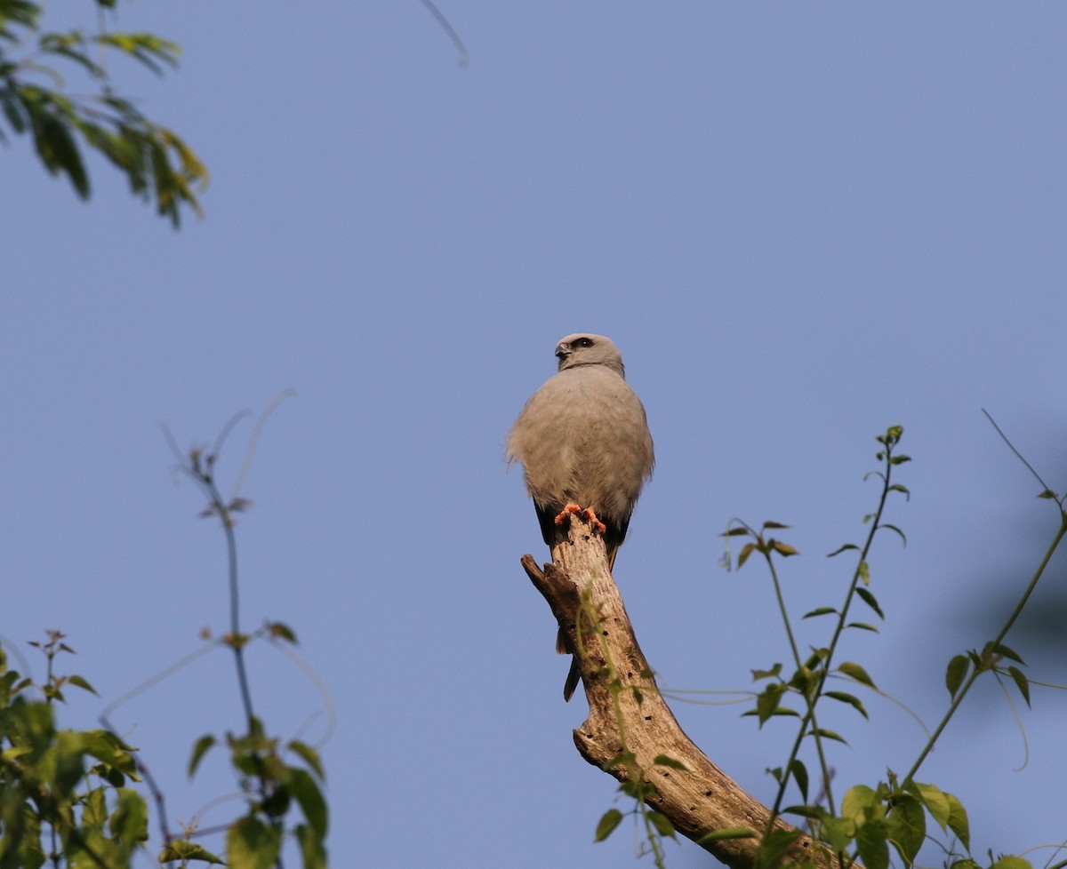 Plumbeous Kite - ML205631381