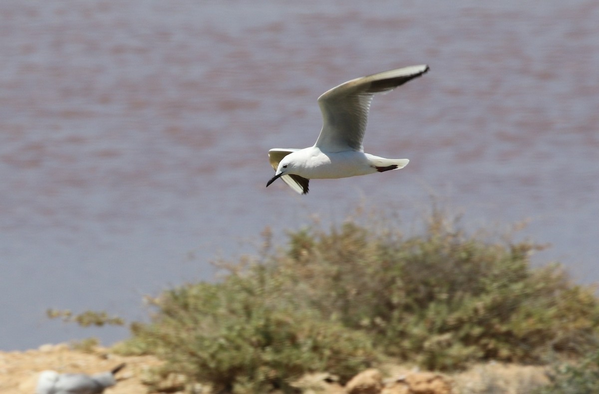 Slender-billed Gull - ML205632001