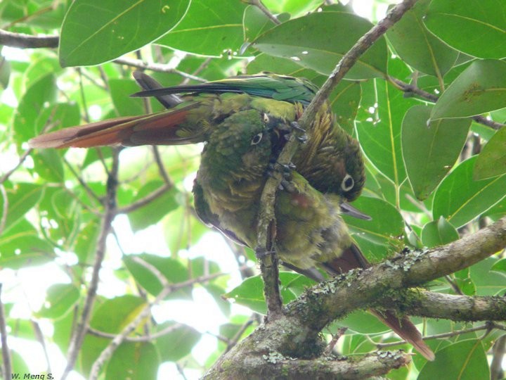 Maroon-bellied Parakeet - ML205632331